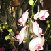 Orchid show, Orchidea bemutató 007