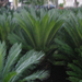 Cycas 690