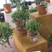 Olea Europea 1038