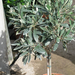 Olea Europea 1164