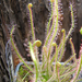 Fonállevelű harmatfű (Drosera filiformis ssp. filiformis)