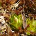 Növekedésnek indult hibernacula ( P.vulgaris)