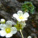 Fürtös kőtörőfű (Saxifraga paniculata)