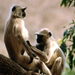 Langur Monkeys India
