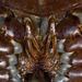 horseshoe-crab02
