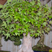 Höchstetten bonsai8