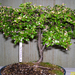 Höchstetten Bonsai18