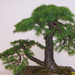 Pratteln Bonsai72