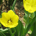 tulipán sárgában