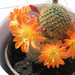 Kaktusz virága2