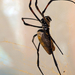 Óriás keresztespók - Araneus grossus (DSCF4581)