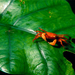 orange-crab-leaf-laman-706975-ga