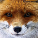 red fox picture 158