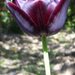 fekete tulipán2