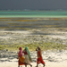 Zanzibar low tide
