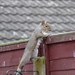 07 squirrels 69182