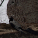 Tawny Owl