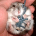 hamster with gun