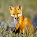 fox02