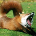 fox neil
