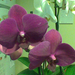 sötét lila orchideám