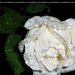 fehér rózsa024