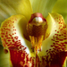 Orchidea 4674