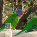 Watsons Bay:) Papagájok:)
