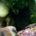 akvarium garnelas 2011.02.23 056