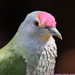 fruit-dove rose crowned