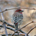 House Finch hím