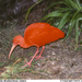 Scarlet Ibis