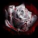 bleeding-rose2