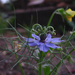 Borzaskata (Nigella damascena)