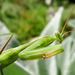 Imádkozó sáska (Mantis religiosa) III