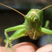 Zöld lombszöcske (Tettigonia viridissima) V