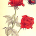 roses with butterfly mi97