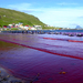 Hvalba beach whaling, Faroe Islands