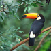 Toco Toucan