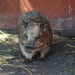 Caversham Wildlife  Wombat 1