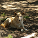 Caversham Wildlife Park Dingo 1