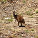 Yanchep National Park 7