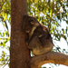 Yanchep National Park 16