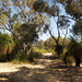 Yanchep National Park 35