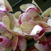 Orchidea fürt