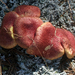 Szibéria élővilágának fő összetevői a gombák - IMG 9103