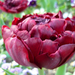 tulipánok 4
