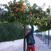 20110117 (52) narancsfák töviben - Copy