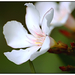 Fehér oleander 1