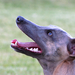 Whippet4